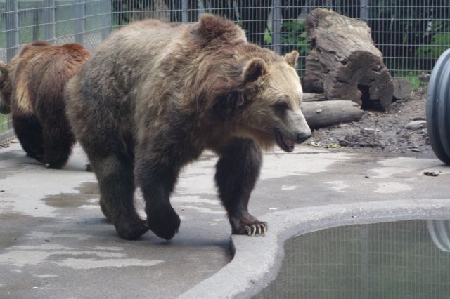 DSC01140
Keywords: bears