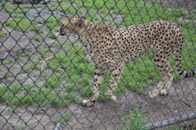 DSC01149
Keywords: cheetahs