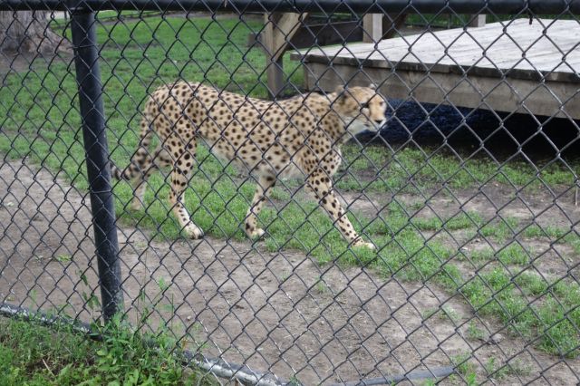 DSC01150
Keywords: cheetahs