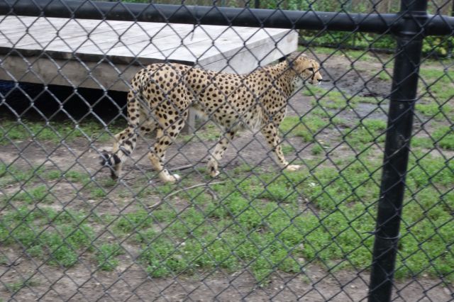 DSC01151
Keywords: cheetahs