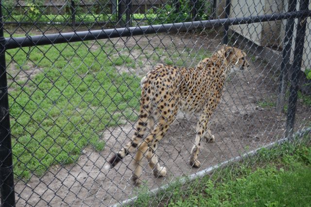 DSC01154
Keywords: cheetahs