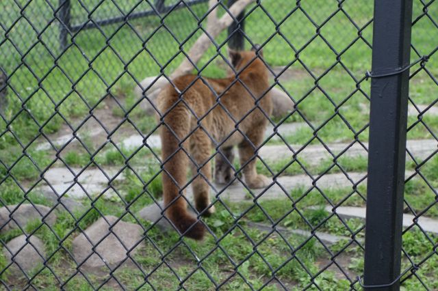 DSC01157
Keywords: cougars