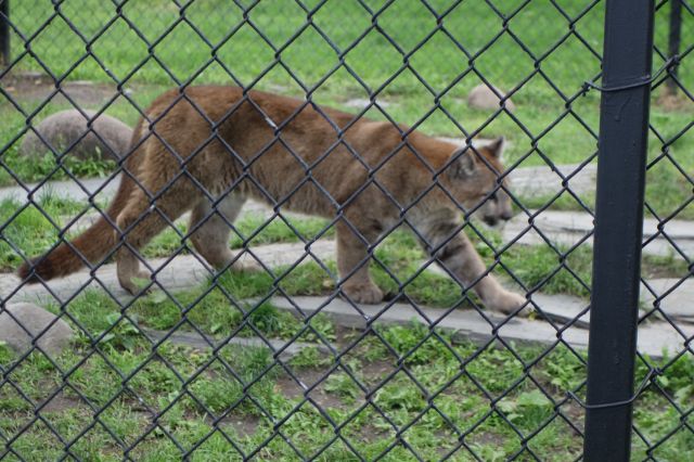 DSC01158
Keywords: cougars