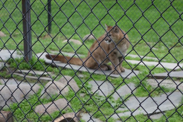 DSC01161
Keywords: cougars