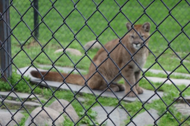 DSC01162
Keywords: cougars