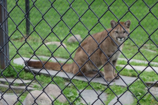 DSC01163
Keywords: cougars