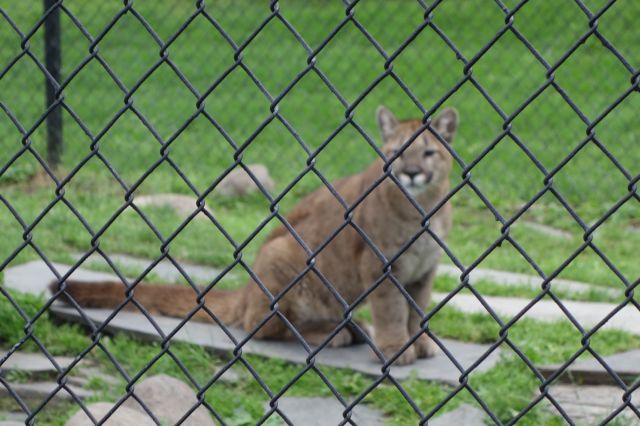 DSC01166
Keywords: cougars