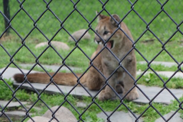 DSC01173
Keywords: cougars