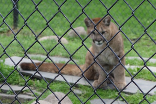 DSC01175
Keywords: cougars