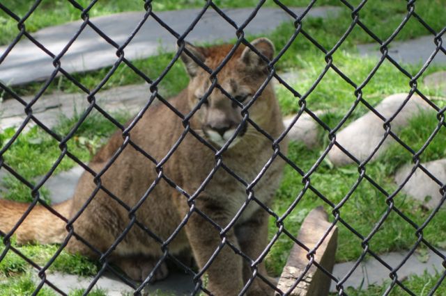 DSC01179
Keywords: cougars