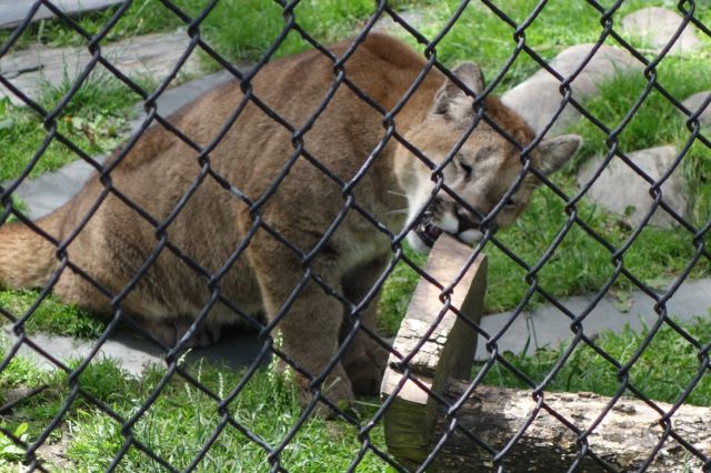 DSC01180
Keywords: cougars