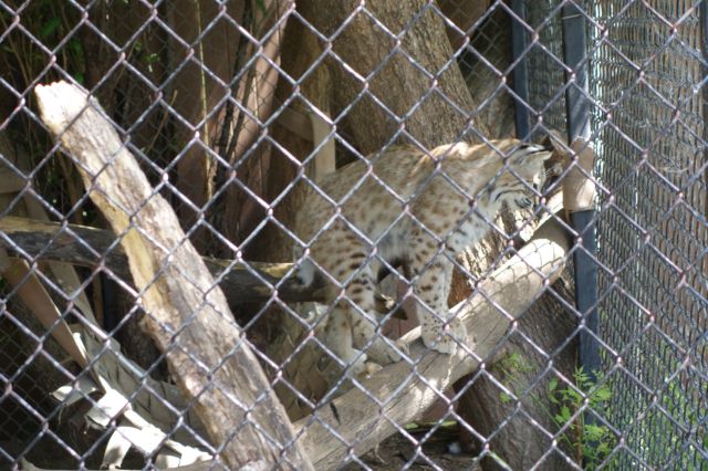 DSC01185
Keywords: bobcats