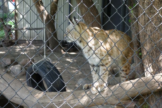 DSC01186
Keywords: bobcats