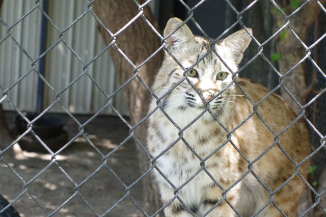 DSC01187
Keywords: bobcats