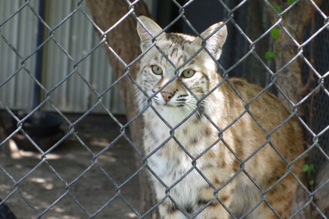 DSC01188
Keywords: bobcats