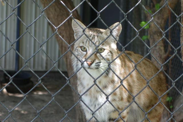 DSC01189
Keywords: bobcats