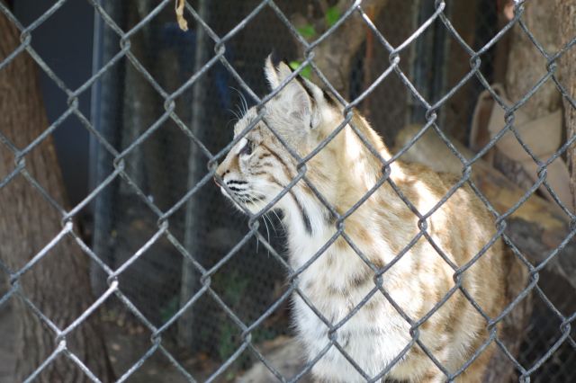 DSC01193
Keywords: bobcats