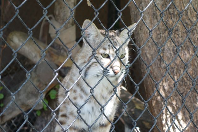 DSC01195
Keywords: bobcats