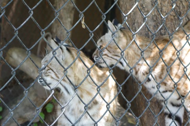 DSC01196
Keywords: bobcats