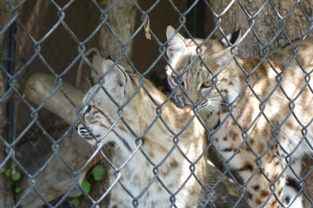 DSC01197
Keywords: bobcats