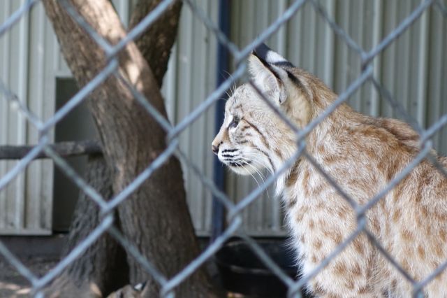 DSC01200
Keywords: bobcats