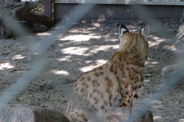 DSC01208
Keywords: bobcats