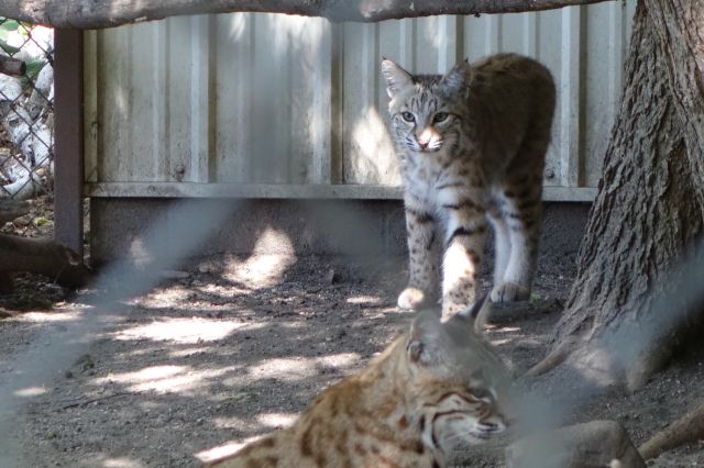 DSC01209
Keywords: bobcats