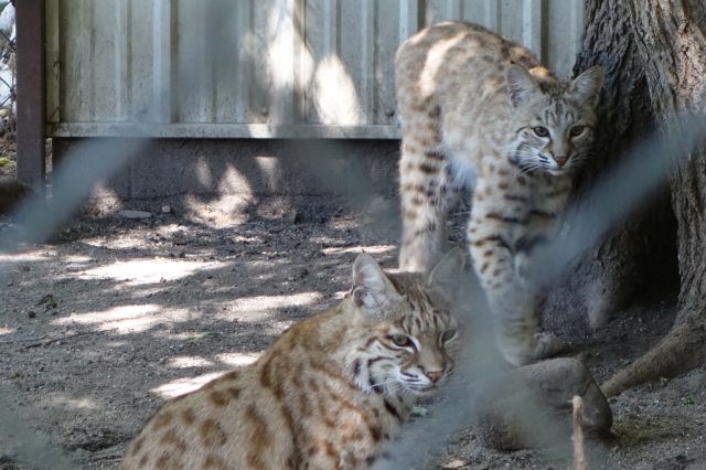 DSC01210
Keywords: bobcats