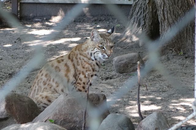 DSC01213
Keywords: bobcats