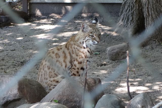 DSC01216
Keywords: bobcats