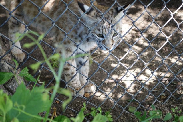 DSC01217
Keywords: bobcats