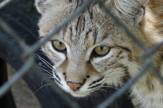 DSC01222
Keywords: bobcats