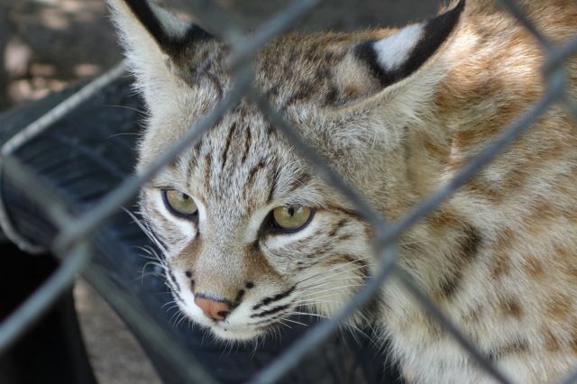 DSC01223
Keywords: bobcats