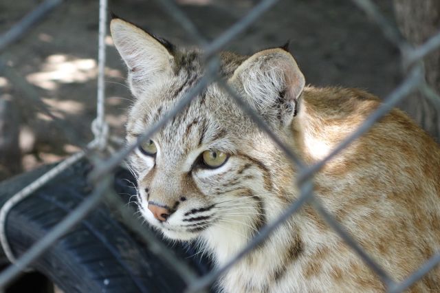 DSC01224
Keywords: bobcats