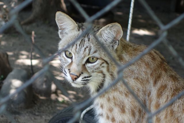 DSC01227
Keywords: bobcats