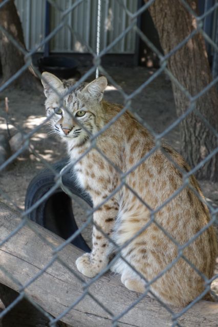 DSC01228
Keywords: bobcats