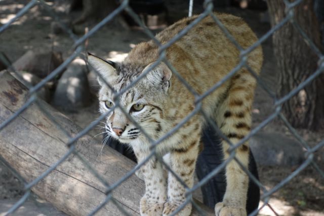 DSC01229
Keywords: bobcats