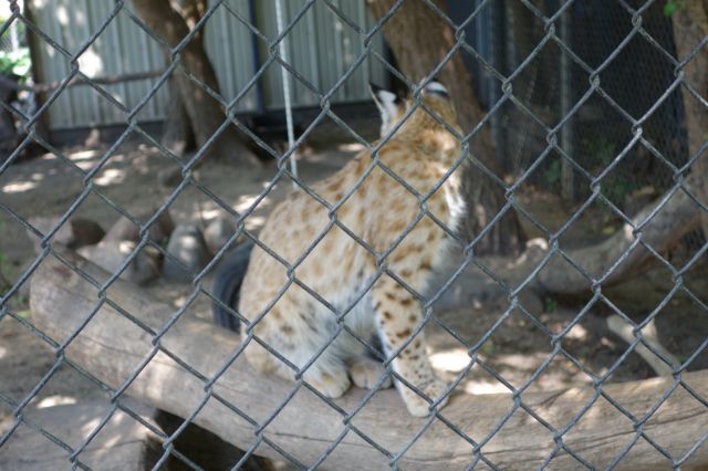 DSC01231
Keywords: bobcats