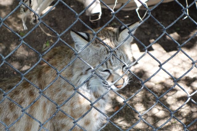 DSC01233
Keywords: bobcats