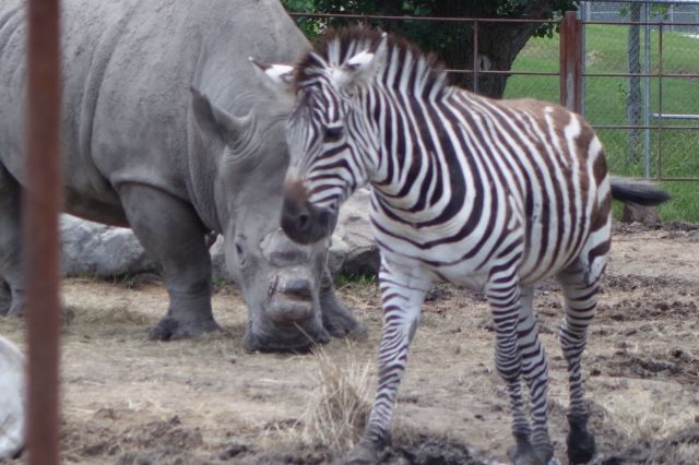 DSC01239
Keywords: zebras,rhinos