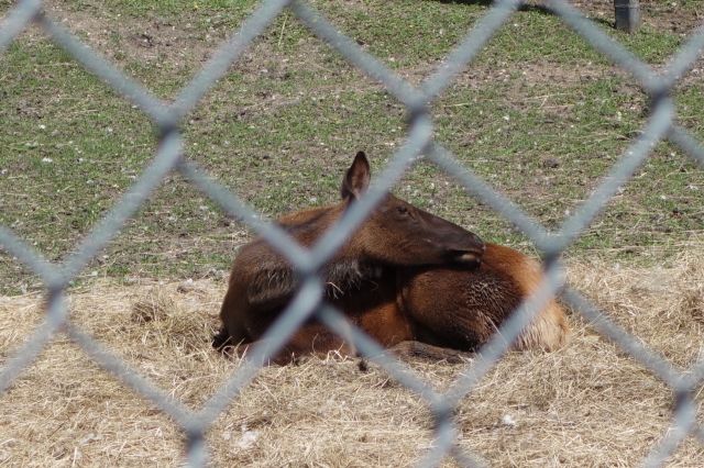 DSC01254
Keywords: elks