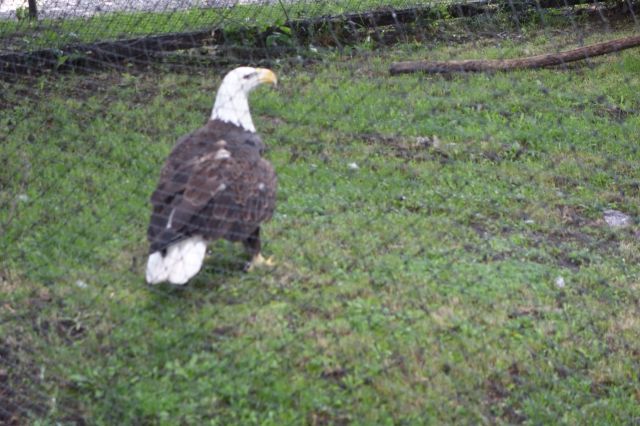 DSC01258
Keywords: raptors