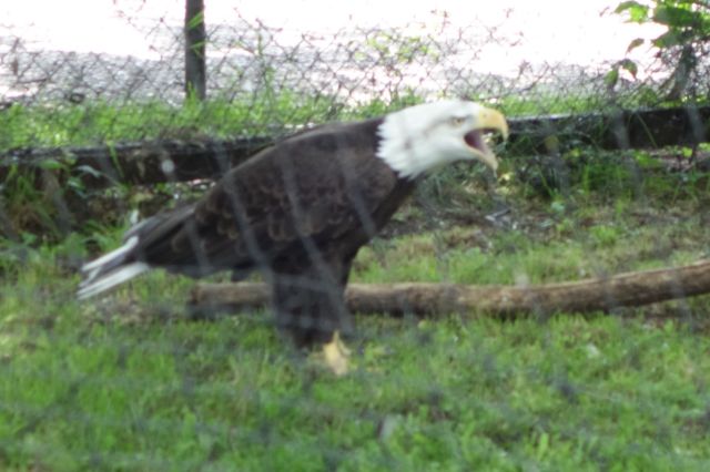 DSC01259
Keywords: raptors