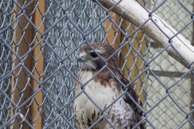 DSC01264
Keywords: raptors