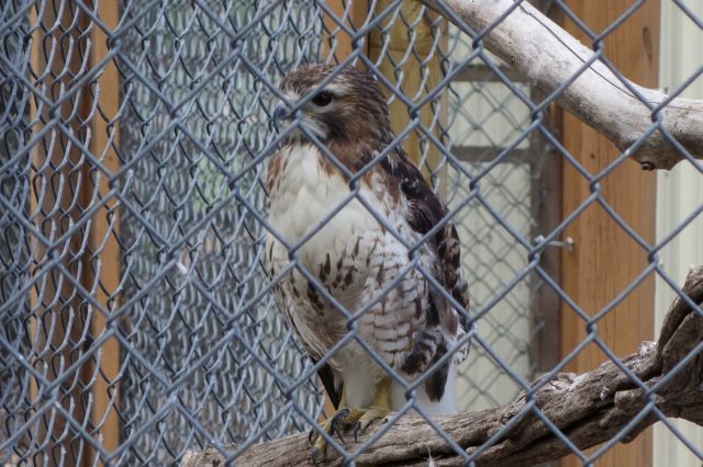 DSC01267
Keywords: raptors