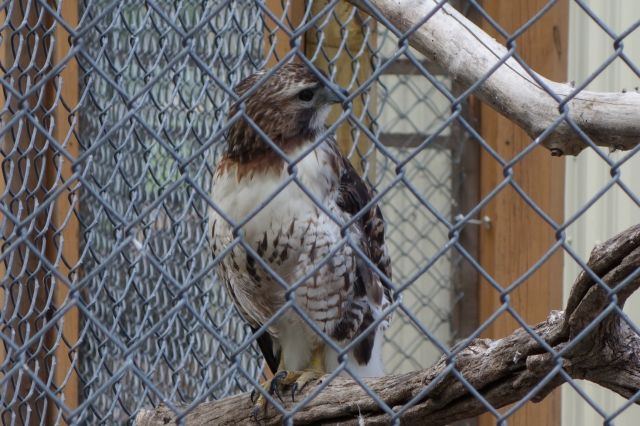 DSC01268
Keywords: raptors