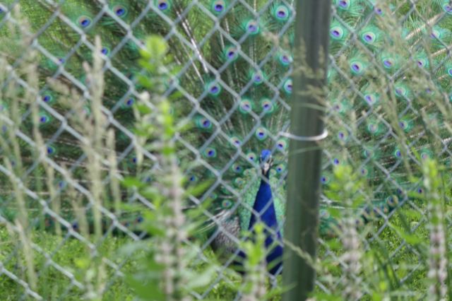 DSC01269
Keywords: peacocks