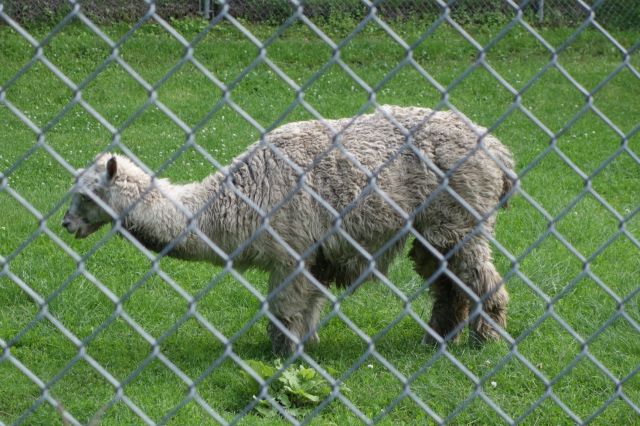 DSC01273
Keywords: alpacas