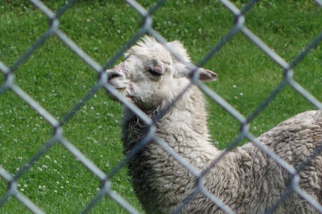 DSC01274
Keywords: alpacas