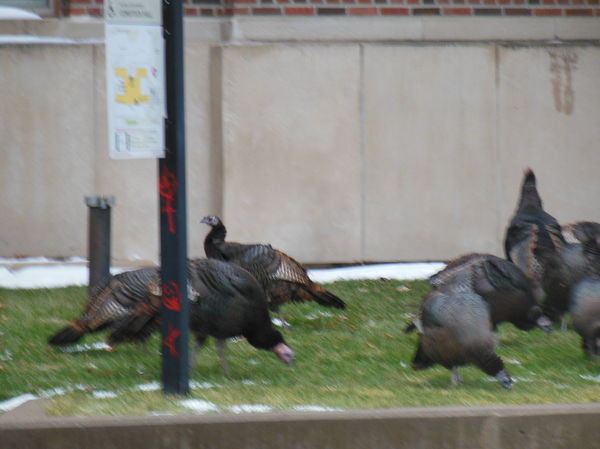 DSCN0883
Turkeys outside Coffman
